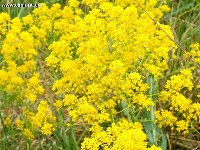 Mimose021 