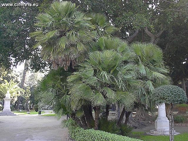 PalermoVilla_Garibaldi 003 